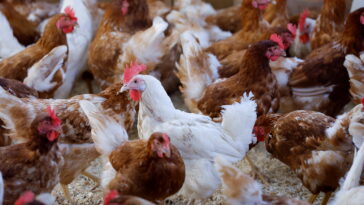 FILE PHOTO: Egg-laying hens are seen at an organic poultry farm in Corcoue-sur-Logne, France, April 13, 2022. Picture taken April 13, 2022. REUTERS/Stephane Mahe/File Photo