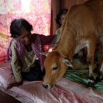 76-year-old Cambodian widow residing in Kratie province has tied the knot with a cow. PHOTO COURTESY