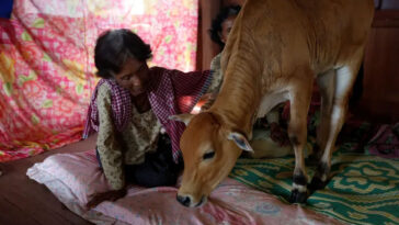 76-year-old Cambodian widow residing in Kratie province has tied the knot with a cow. PHOTO COURTESY