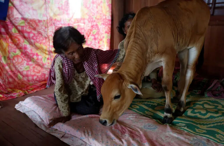 76-year-old Cambodian widow residing in Kratie province has tied the knot with a cow. PHOTO COURTESY