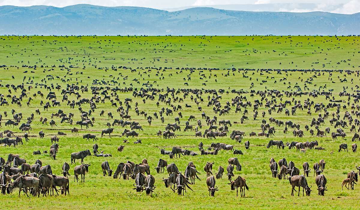 Serengeti National Park, Tanzania. PHOTO COURTESY