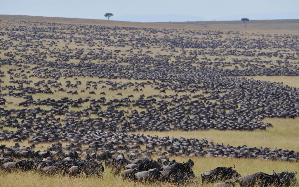 Millions of wildebeest make their annual migration across the Mara River PHOTO COURTESY